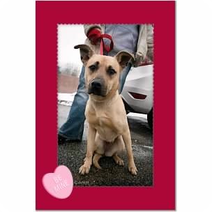 Shepherd (Unknown Type) Mix Dog for Sale in Youngstown, Ohio - Summer ~ Adoption Pending Shepherd (Unknown Type) Mix Dog for Sale in Youngstown, Ohio - Summer ~ Adoption Pending