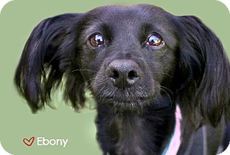 Papillon/Spaniel (Unknown Type) Mix Dog for adoption in West Hollywood, California - Ebony - looking for a COMPASSIONATE home! videos Papillon/Spaniel (Unknown Type) Mix Dog for adption in West Hollywood, California - Ebony - looking for a COMPASSIONATE home! videos