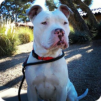 American Bulldog/American Staffordshire Terrier Mix Dog for Sale in Scottsdale, Arizona - Goliath American Bulldog/American Staffordshire Terrier Mix Dog for Sale in Scottsdale, Arizona - Goliath