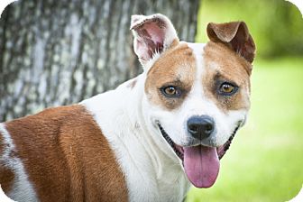 Terrier (Unknown Type, Medium)/Retriever (Unknown Type) Mix Dog for Sale in Porter, Texas - Priscilla Terrier (Unknown Type, Medium)/Retriever (Unknown Type) Mix Dog for Sale in Porter, Texas - Priscilla