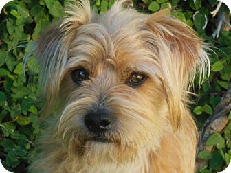 Terrier (Unknown Type, Small) Mix Dog for Sale in Thousand Oaks, California - Buddy Terrier (Unknown Type, Small) Mix Dog for Sale in Thousand Oaks, California - Buddy