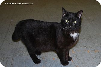 Domestic Shorthair Kitten for Sale in Lincoln, Nebraska - Singleton Domestic Shorthair Kitten for Sale in Lincoln, Nebraska - Singleton