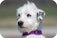 Terrier (Unknown Type, Small)/Jack Russell Terrier Mix Dog for Sale in Russellville, Kentucky - Pearl Terrier (Unknown Type, Small)/Jack Russell Terrier Mix Dog for Sale in Russellville, Kentucky - Pearl