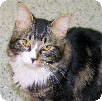 Domestic Mediumhair Cat for Sale in Edmonton, Alberta - Amy Domestic Mediumhair Cat for Sale in Edmonton, Alberta - Amy