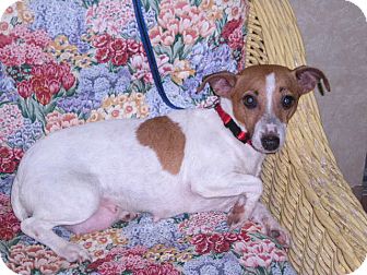 Jack Russell Terrier Dog for Sale in New Castle, Pennsylvania - Jack Russell Terrier Dog for Sale in New Castle, Pennsylvania -