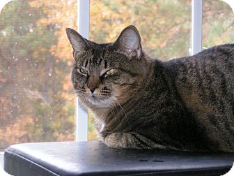 Domestic Shorthair Cat for Sale in Monroe, Georgia - Carley Domestic Shorthair Cat for Sale in Monroe, Georgia - Carley