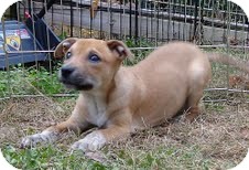 Boxer/Terrier (Unknown Type, Medium) Mix Puppy for Sale in Washington, D.C. - Frankie the Fish ($50 off) Boxer/Terrier (Unknown Type, Medium) Mix Puppy for Sale in Washington, D.C. - Frankie the Fish ($50 off)