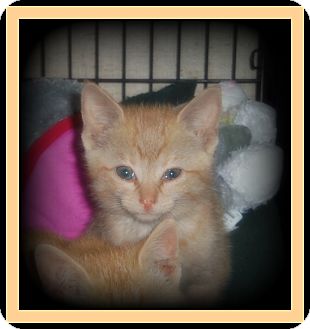 Domestic Shorthair Cat for Sale in Medford, Wisconsin - STIMPY Domestic Shorthair Cat for Sale in Medford, Wisconsin - STIMPY