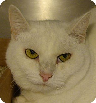 Domestic Shorthair Cat for Sale in El Cajon, California - Snow White Domestic Shorthair Cat for Sale in El Cajon, California - Snow White