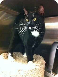 Domestic Shorthair Kitten for Sale in Pittstown, New Jersey - Enzo Domestic Shorthair Kitten for Sale in Pittstown, New Jersey - Enzo