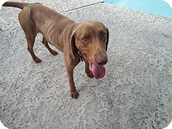 Vizsla/Weimaraner Mix Dog for Sale in Oldsmar, Florida - Adam Vizsla/Weimaraner Mix Dog for Sale in Oldsmar, Florida - Adam