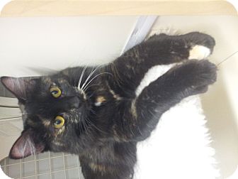 Domestic Shorthair Kitten for Sale in Mesa, Arizona - Bug Domestic Shorthair Kitten for Sale in Mesa, Arizona - Bug