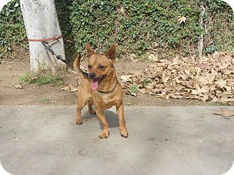 Chihuahua Mix Dog for Sale in Chula Vista, California - Chuy Chihuahua Mix Dog for Sale in Chula Vista, California - Chuy