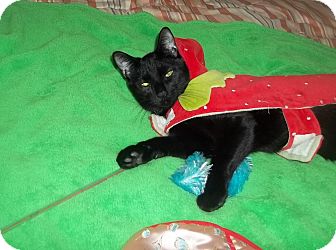 Domestic Shorthair Cat for Sale in douglaston, New York - HEWILL LET U DO ANYTHING 2 HIM Domestic Shorthair Cat for Sale in douglaston, New York - HEWILL LET U DO ANYTHING 2 HIM
