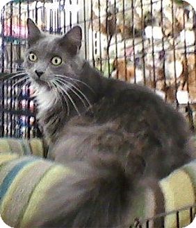 Domestic Mediumhair Cat for Sale in Bear, Delaware - Elliott Domestic Mediumhair Cat for Sale in Bear, Delaware - Elliott