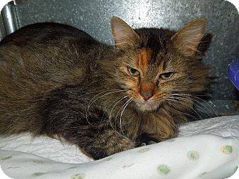 Domestic Longhair Cat for Sale in Medina, Ohio - Isis Domestic Longhair Cat for Sale in Medina, Ohio - Isis