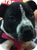 Pit Bull Terrier/Boston Terrier Mix Puppy for Sale in Modesto, California - Cookie Pit Bull Terrier/Boston Terrier Mix Puppy for Sale in Modesto, California - Cookie