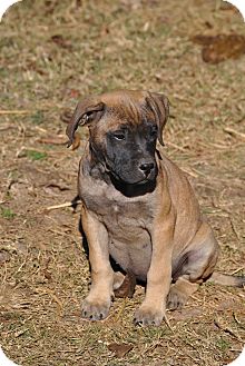 English Mastiff/Bullmastiff Mix Puppy for Sale in cumberland, Rhode Island - Mattie English Mastiff/Bullmastiff Mix Puppy for Sale in cumberland, Rhode Island - Mattie