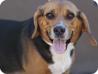 Beagle Mix Dog for Sale in Phoenix, Arizona - Taz Beagle Mix Dog for Sale in Phoenix, Arizona - Taz