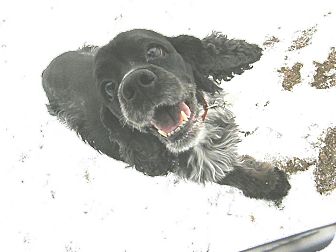 Cocker Spaniel Mix Dog for Sale in Boise, Idaho - Bridget Cocker Spaniel Mix Dog for Sale in Boise, Idaho - Bridget