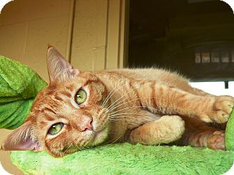 Domestic Shorthair Cat for Sale in Chula Vista, California - Durango Domestic Shorthair Cat for Sale in Chula Vista, California - Durango