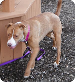 American Pit Bull Terrier Mix Dog for Sale in Jackson, Michigan - Tessa American Pit Bull Terrier Mix Dog for Sale in Jackson, Michigan - Tessa