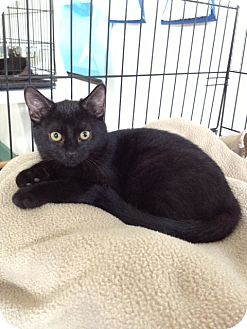Domestic Shorthair Kitten for Sale in Speonk, New York - Meredith Domestic Shorthair Kitten for Sale in Speonk, New York - Meredith