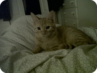 Domestic Shorthair Kitten for Sale in Fairborn, Ohio - Indy-Clark County Litter Domestic Shorthair Kitten for Sale in Fairborn, Ohio - Indy-Clark County Litter