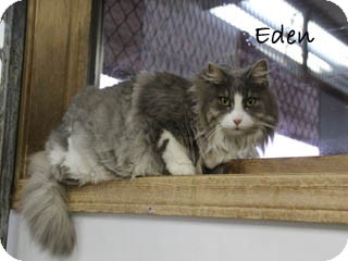 Maine Coon Cat for Sale in Hamilton, Montana - Eden Maine Coon Cat for Sale in Hamilton, Montana - Eden