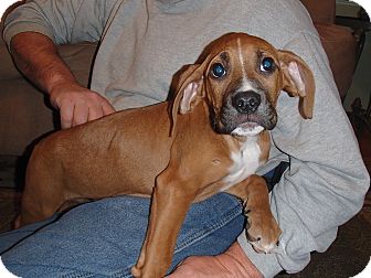 Boxer/Labrador Retriever Mix Puppy for Sale in Bedford, Virginia - Champ Boxer/Labrador Retriever Mix Puppy for Sale in Bedford, Virginia - Champ