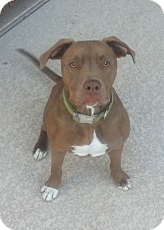 American Pit Bull Terrier Mix Dog for Sale in Phoenix, Arizona - Charley American Pit Bull Terrier Mix Dog for Sale in Phoenix, Arizona - Charley