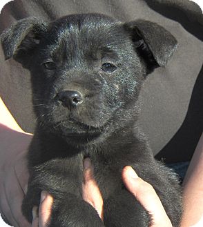Labrador Retriever/Boxer Mix Puppy for Sale in Sussex, New Jersey - Titan Labrador Retriever/Boxer Mix Puppy for Sale in Sussex, New Jersey - Titan