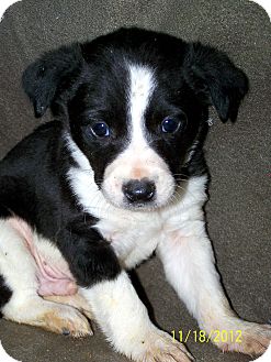 Border Collie/Australian Cattle Dog Mix Puppy for Sale in Sussex, New Jersey - Bud $75.00 Off Adoption Fee Border Collie/Australian Cattle Dog Mix Puppy for Sale in Sussex, New Jersey - Bud $75.00 Off Adoption Fee