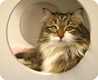 Maine Coon Cat for Sale in Colorado Springs, Colorado - Maddy Maine Coon Cat for Sale in Colorado Springs, Colorado - Maddy