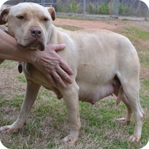 Pit Bull Terrier Mix Dog for Sale in Athens, Georgia - Nina Pit Bull Terrier Mix Dog for Sale in Athens, Georgia - Nina