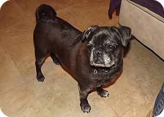 Pug Dog for Sale in Phoenix, Arizona - Cupcake Pug Dog for Sale in Phoenix, Arizona - Cupcake