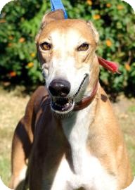 Greyhound Mix Dog for Sale in Gainesville, Florida - Frosty Greyhound Mix Dog for Sale in Gainesville, Florida - Frosty
