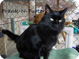 Domestic Mediumhair Cat for Sale in Hamilton, Montana - Frank Domestic Mediumhair Cat for Sale in Hamilton, Montana - Frank