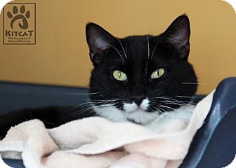 Domestic Shorthair Cat for Sale in Lancaster, Massachusetts - Franklin Domestic Shorthair Cat for Sale in Lancaster, Massachusetts - Franklin