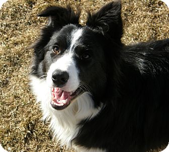 Border Collie Dog for Sale in Meridian, Idaho - Vail Border Collie Dog for Sale in Meridian, Idaho - Vail