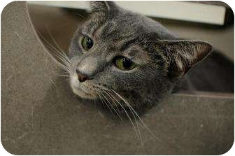 Domestic Shorthair Cat for Sale in New York, New York - Jazzy Domestic Shorthair Cat for Sale in New York, New York - Jazzy