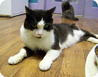 Domestic Shorthair Cat for Sale in Dover, Ohio - Ike Domestic Shorthair Cat for Sale in Dover, Ohio - Ike