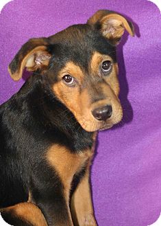 Rottweiler Mix Dog for Sale in Westminster, Colorado - Parker Rottweiler Mix Dog for Sale in Westminster, Colorado - Parker