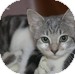 Manx Kitten for Sale in Vancouver, British Columbia - Grace Manx Kitten for Sale in Vancouver, British Columbia - Grace