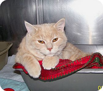 Domestic Shorthair Cat for Sale in Dover, Ohio - Tank Domestic Shorthair Cat for Sale in Dover, Ohio - Tank