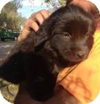 Shepherd (Unknown Type) Mix Puppy for Sale in Manchester, Connecticut - Kimberly ADOPTION PENDING Shepherd (Unknown Type) Mix Puppy for Sale in Manchester, Connecticut - Kimberly ADOPTION PENDING