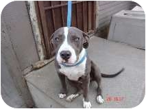American Pit Bull Terrier Puppy for Sale in Bellflower, California - Beth American Pit Bull Terrier Puppy for Sale in Bellflower, California - Beth