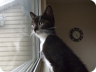 Domestic Shorthair Kitten for Sale in Mississauga, Ontario, Ontario - Edam Domestic Shorthair Kitten for Sale in Mississauga, Ontario, Ontario - Edam