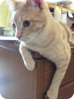 Domestic Shorthair Cat for Sale in Chippewa Falls, Wisconsin - Tiller Domestic Shorthair Cat for Sale in Chippewa Falls, Wisconsin - Tiller