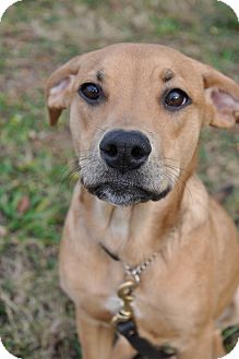 Labrador Retriever/Catahoula Leopard Dog Mix Dog for Sale in Southern, Maine - Zitz-URGENT Labrador Retriever/Catahoula Leopard Dog Mix Dog for Sale in Southern, Maine - Zitz-URGENT